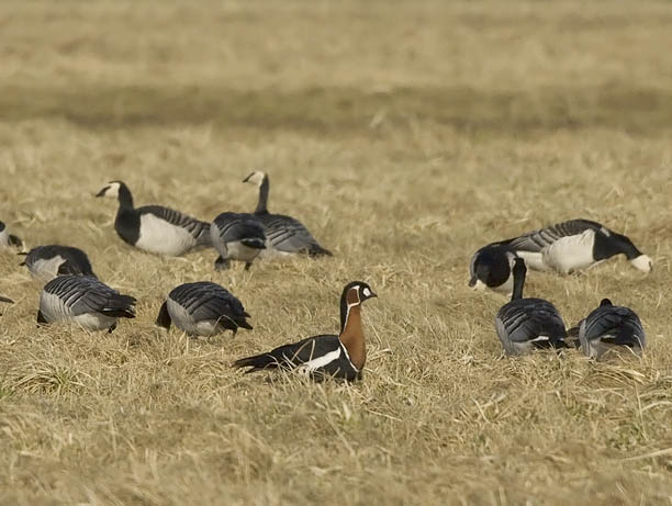 Punakaulahanhi, Red-breasted Goose, Branta ruficollis